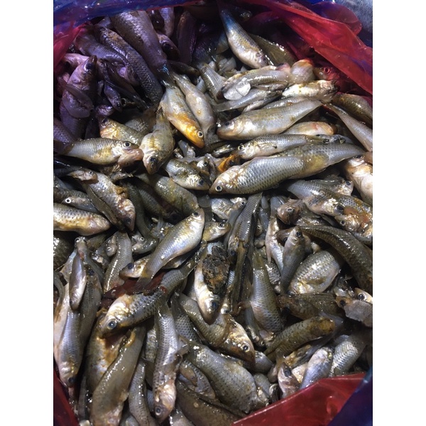 

Ikan Impun 250 Gram