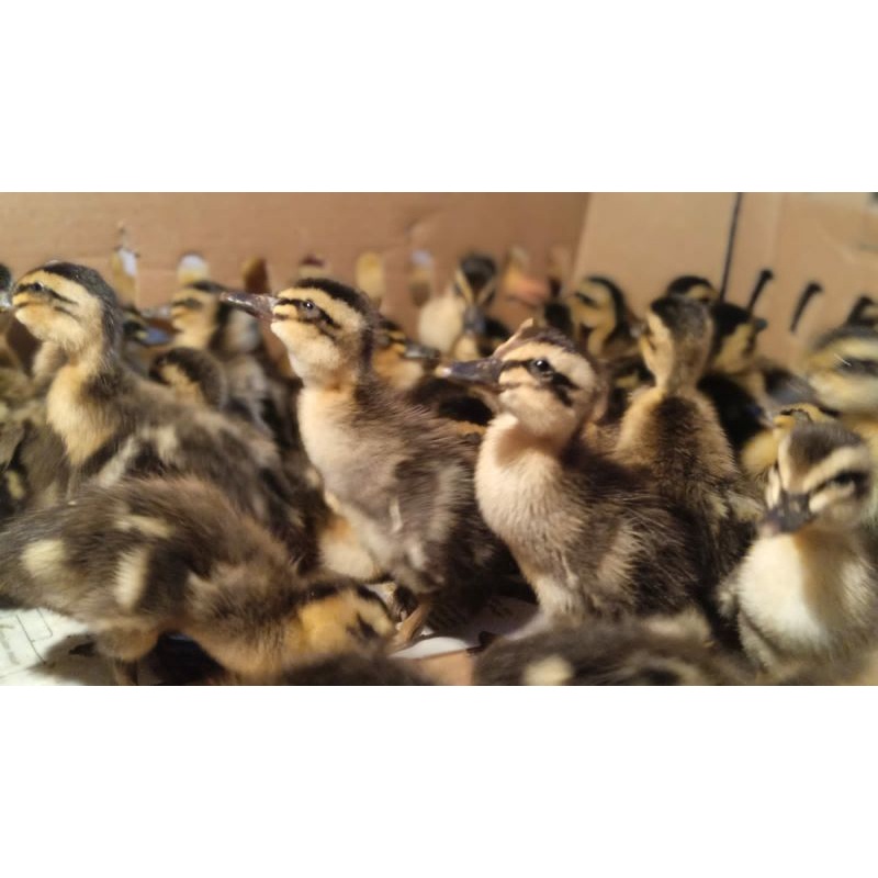 Bibit bebek alabio - dod bebek alabio