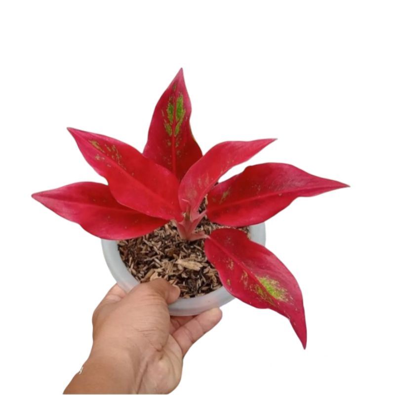 Tanaman hias aglonema lipstik merah -tanaman hidup - bunga hidup murah - aglonema lipstik - lipstik 