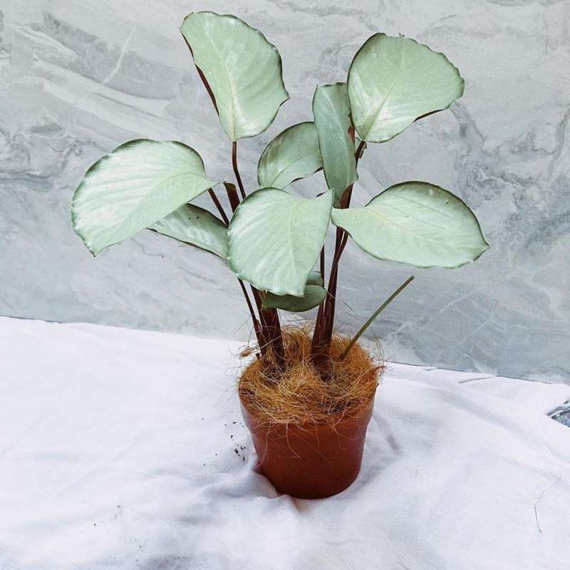 Tanaman hias calathea silver plate