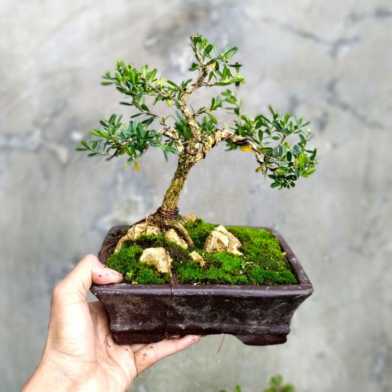Bonsai Boxus On The Rock
