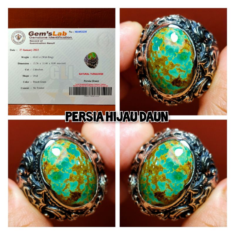 PIRUS PERSIA HIJAU DAUN URAT EMAS