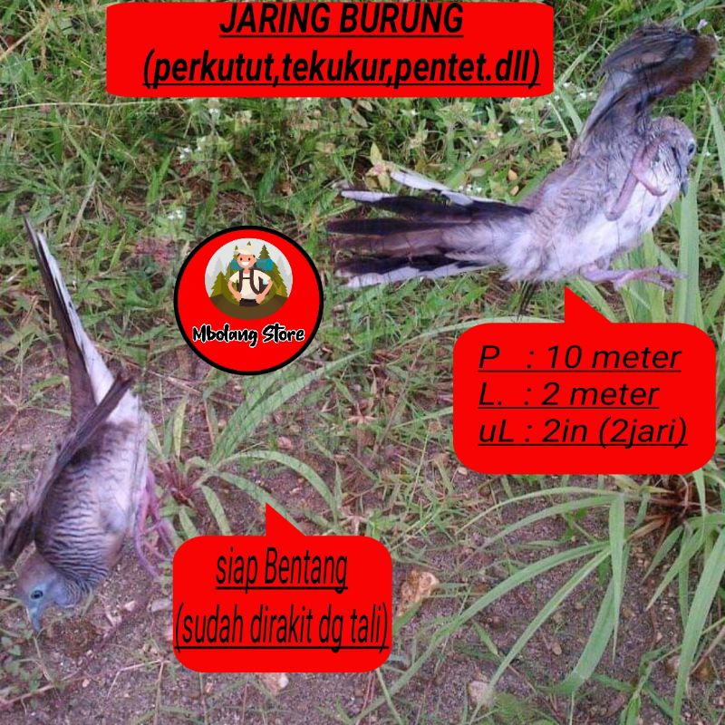 jaring burung perkutut tekukur cendet dan burung lainnya panjang 10 meter