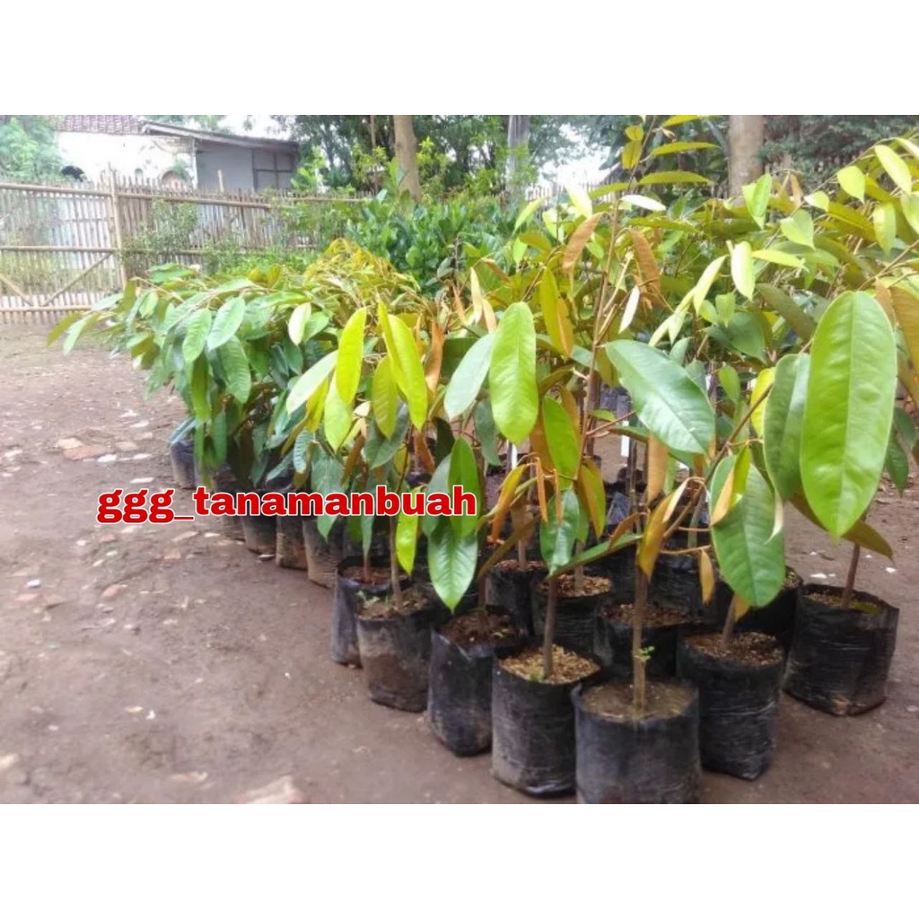 Bibit Durian Salopa Super