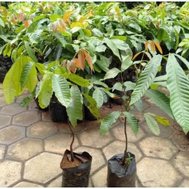 Bibit Tanaman Matoa Unggulan
