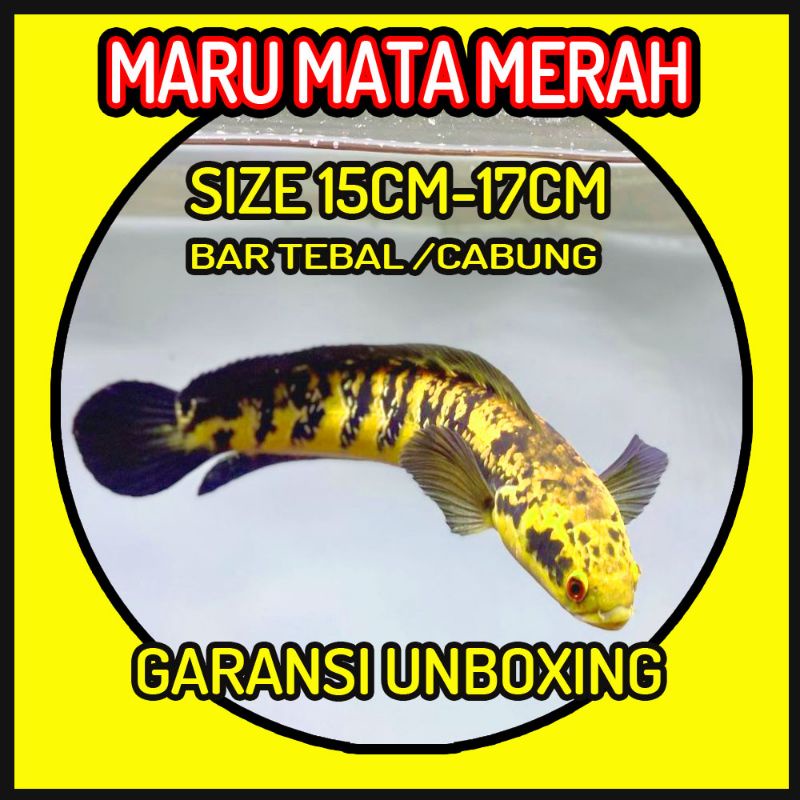 CHANNA MARU YELLOW SENTARUM SIZE 14-17CM BAGUS BUAT PROGRESS