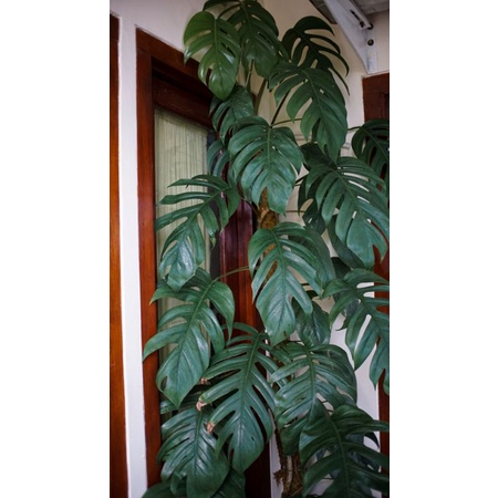 Epipremnum pinatum cebublue