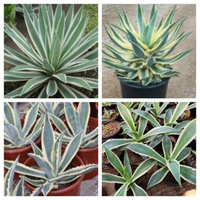 Tanaman hias agave variegata 1 buah bibit tanaman hias sukulen tanaman