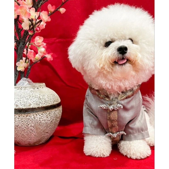 Pawpaw baju anjing dan kucing cheongsam Imlek jantan