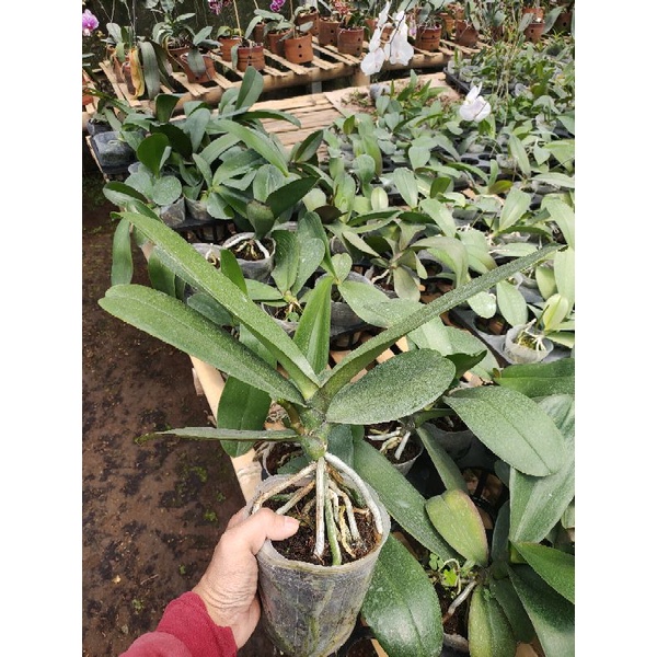 Anggrek Bulan/Phalaenopsis Dewasa Spike premium