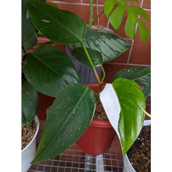 philodendron White Princess