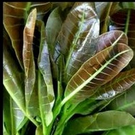 

Daun Daun Herbal /ikat