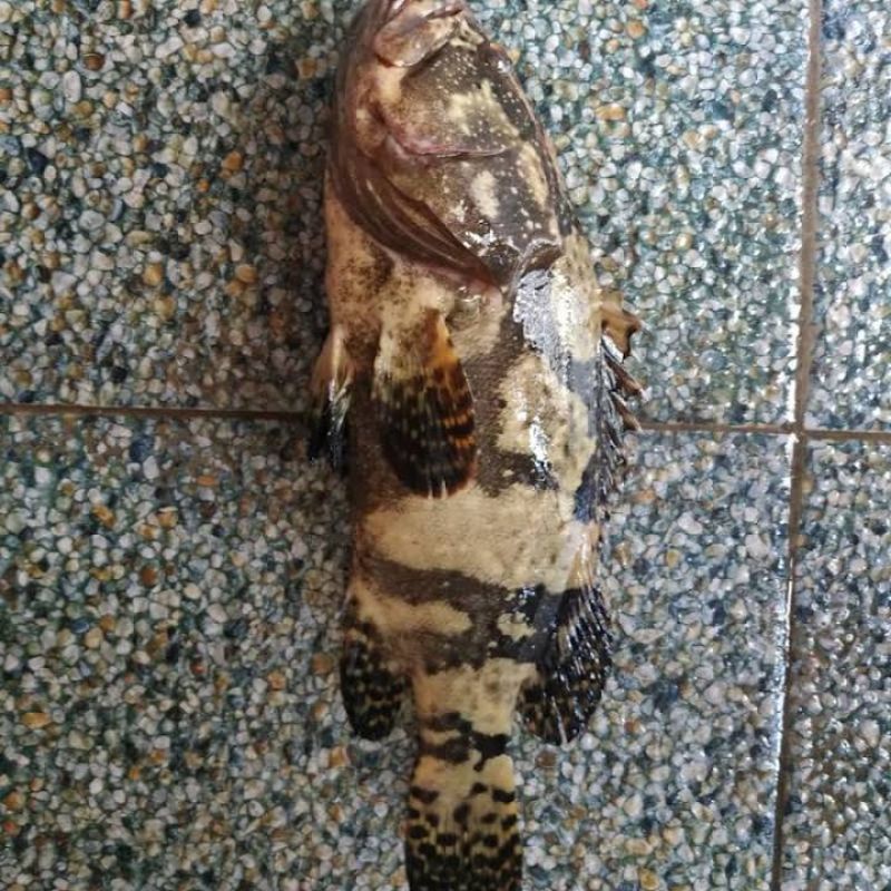 

Ikan Kerapu Cantang Ikan Laut Hasil Laut Segar Tangkapan Nelayan Harian 1 Kg