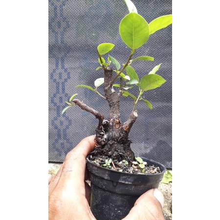 bahan bonsai iprik dr biji real pict