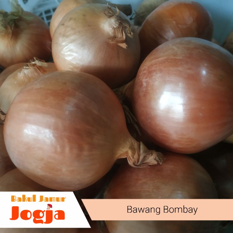 

BAWANG BOMBAY (500 gram)