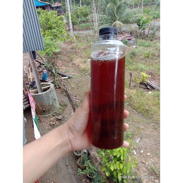 

madu murni 100% tanpa campuran
