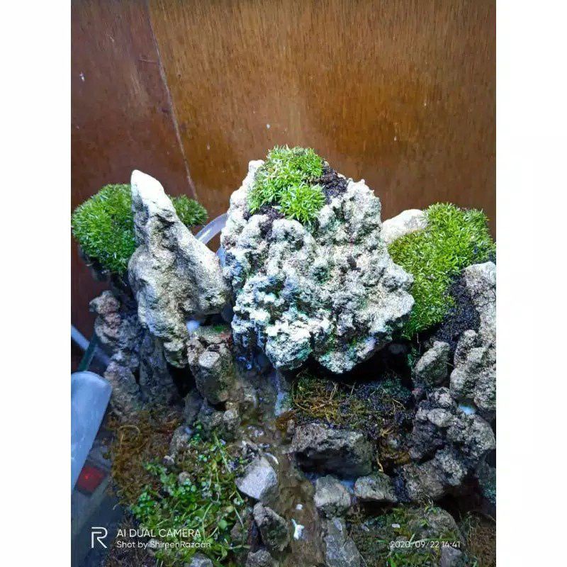 Lumut paludarium/lumut mutiara/lumut vivarium/moss darat/hiasan aquascape/100gram