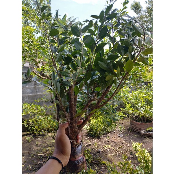 BAHAN BONSAI Kimeng pecah batang
