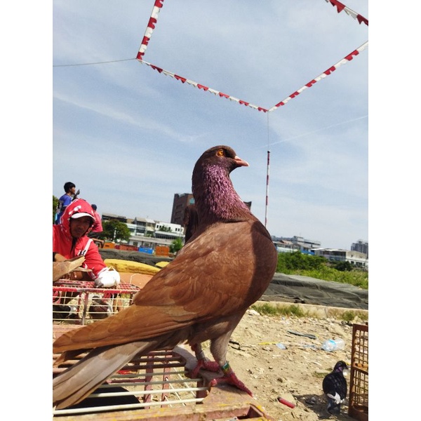 bujangan merpati kolongan