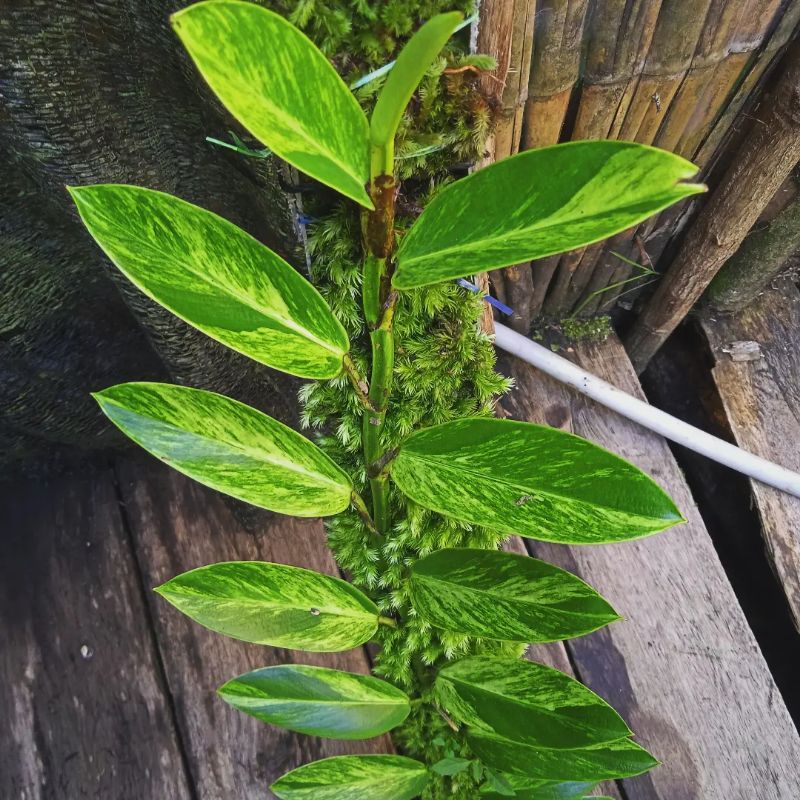 rhapidopora eliptipolia variegata