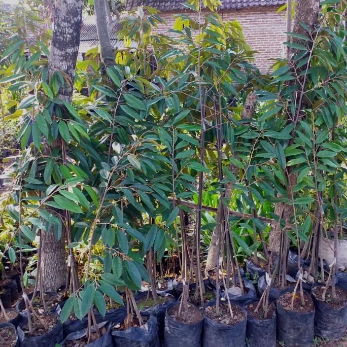 Bibit Tanaman Buah Durian Ochee Duri Hitam Kaki 3 Tinggi 1 Meter Lebih