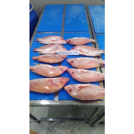 

Kakap Merah Sisa Export