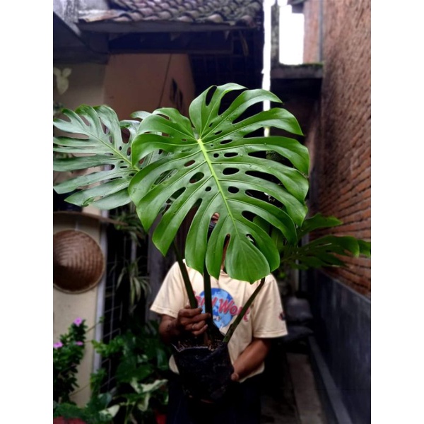 monstera king besar jumbo