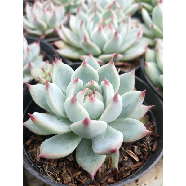 Sukulen Sekulen Echeveria Chihuahuaensis - Sukulen Bandung