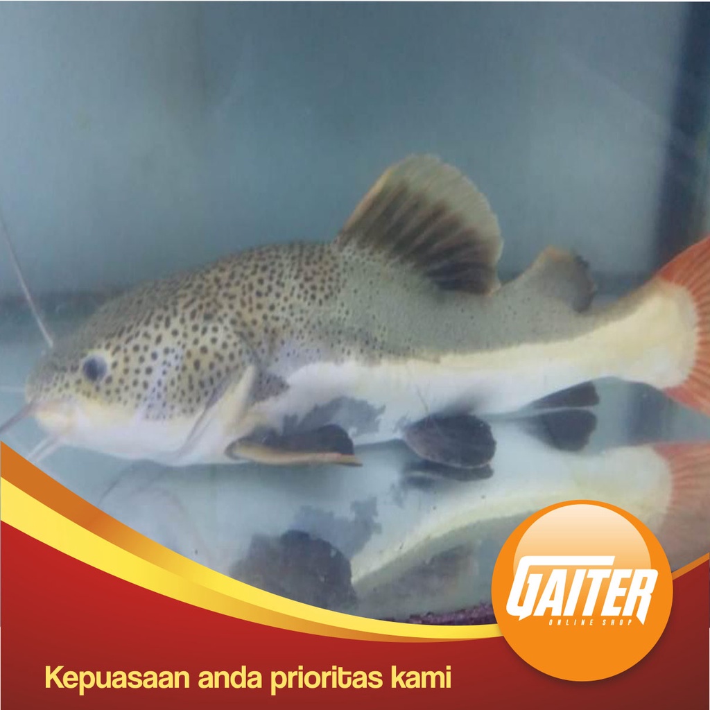 Red Tail Catfish/RTC size JUMBO
