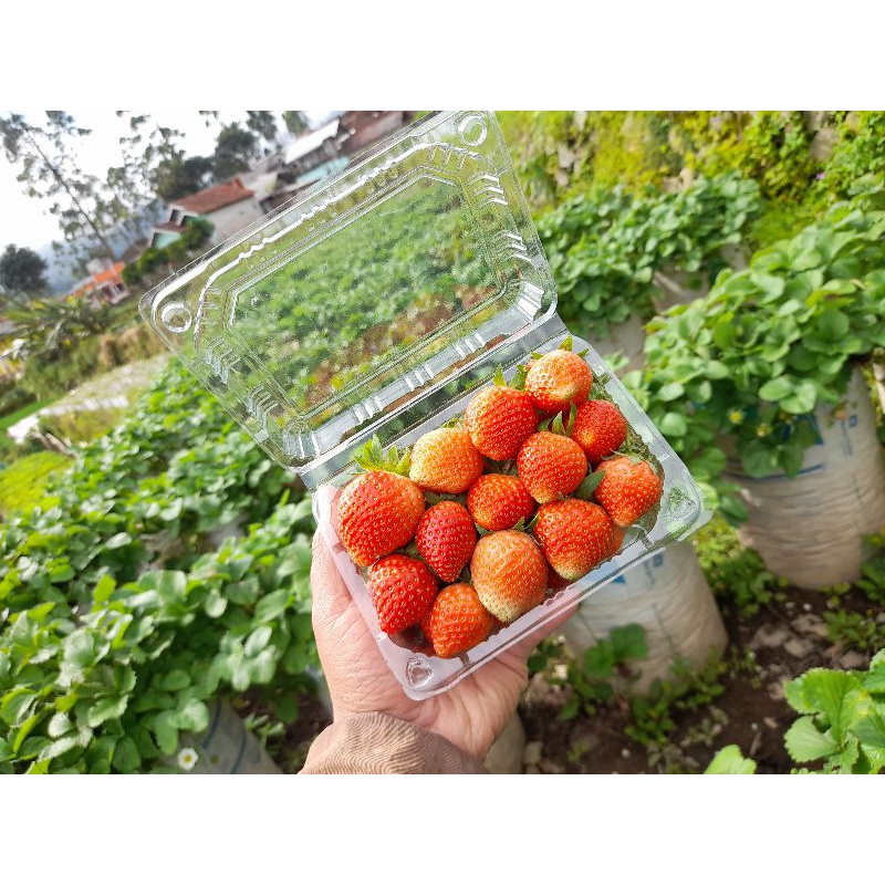 

Strawberry Mencir Segar dadakan