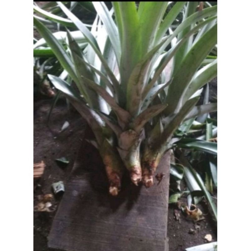 BIBIT NANAS MADU TERBAIK /BIBIT NANAS UNGGUL TERBAIK