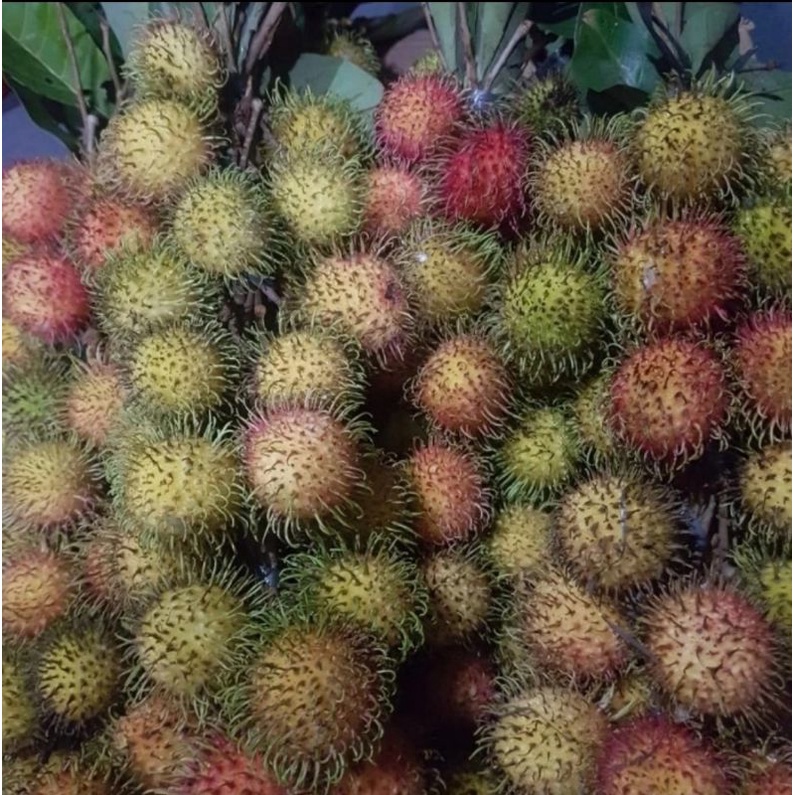 Buah Rambutan Rapiah Manis Per 12 ikat Ngelotok Garing Buah Rambutan Cipelat Manis Garing