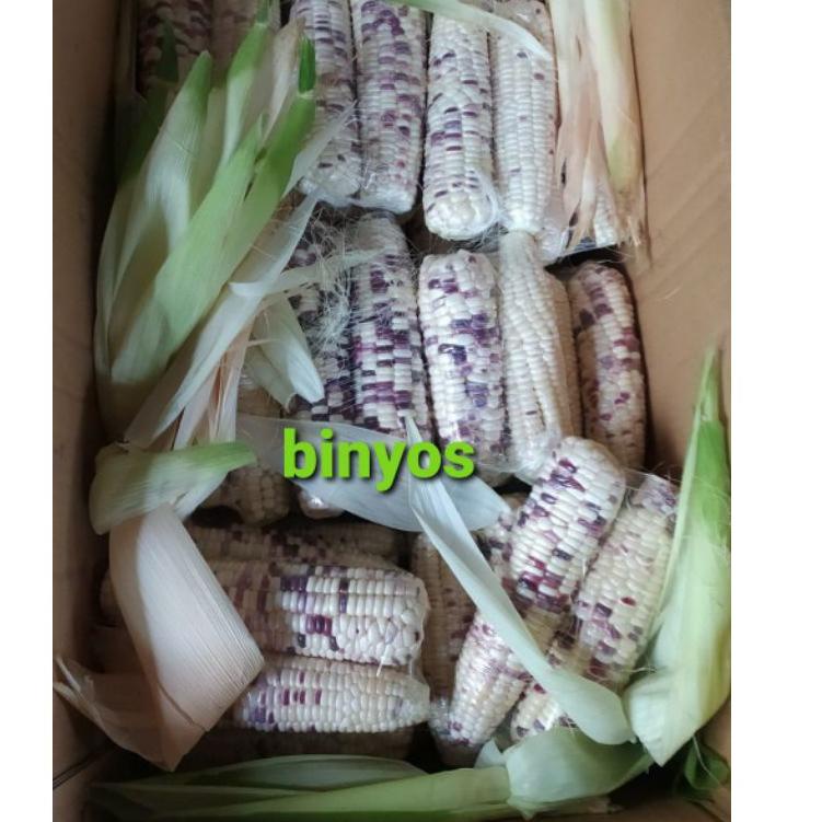 Discount Today Jagung Ketan Putih Ungu ??