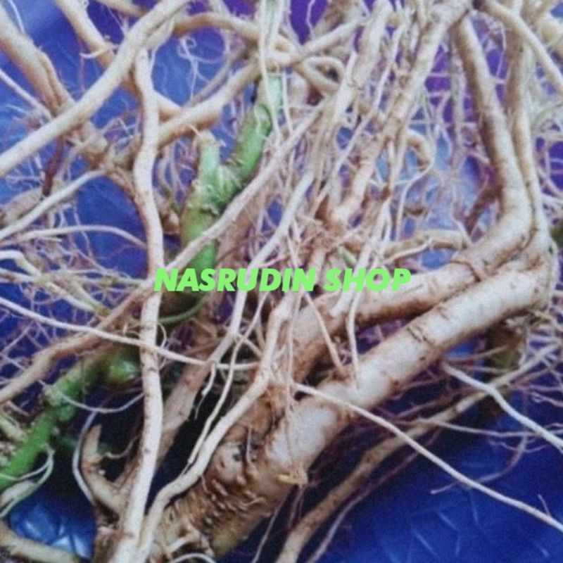 

[Fresh] AKAR TEKOKAK SEGAR / COKRAK AKAR HERBAL
