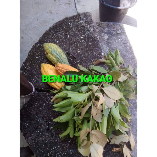 

DAUN BENALU COKLAT/KAKAO KERING 1000 GRAM