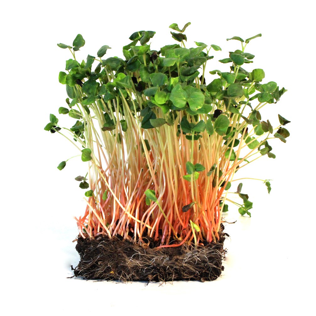 Benih Seribuan - 25 Bibit Microgreen Buckwheat Sprout Organik