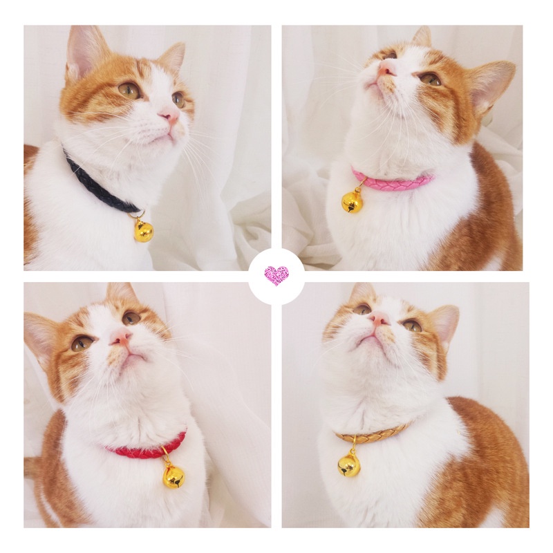 ✨[Clearance Harga Super Low] Kalung Kucing Kerah Hewan Peliharaan Syal Anjing-Random Style