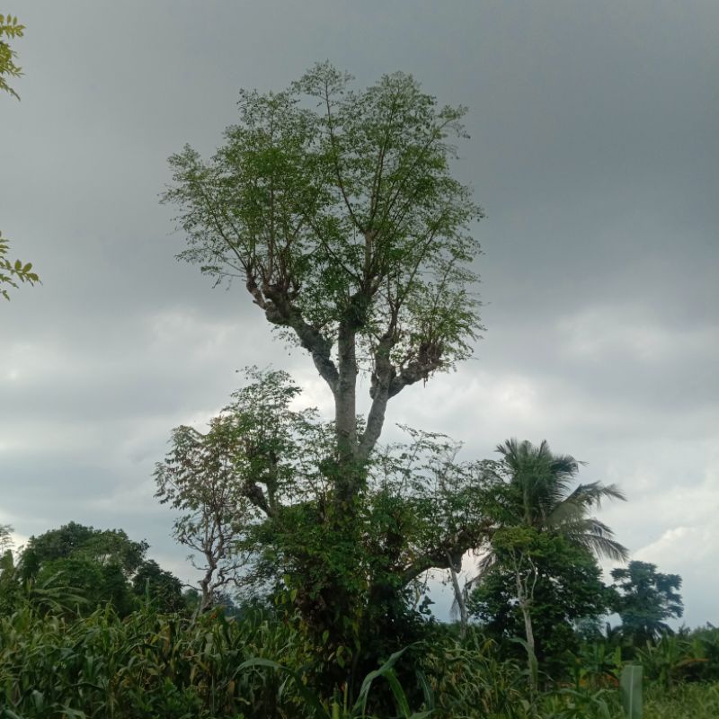 

50 tangkai Daun kelor pilihan