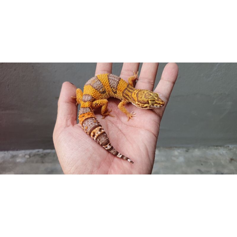 eublepharis macularius leopard dewasa promo murah