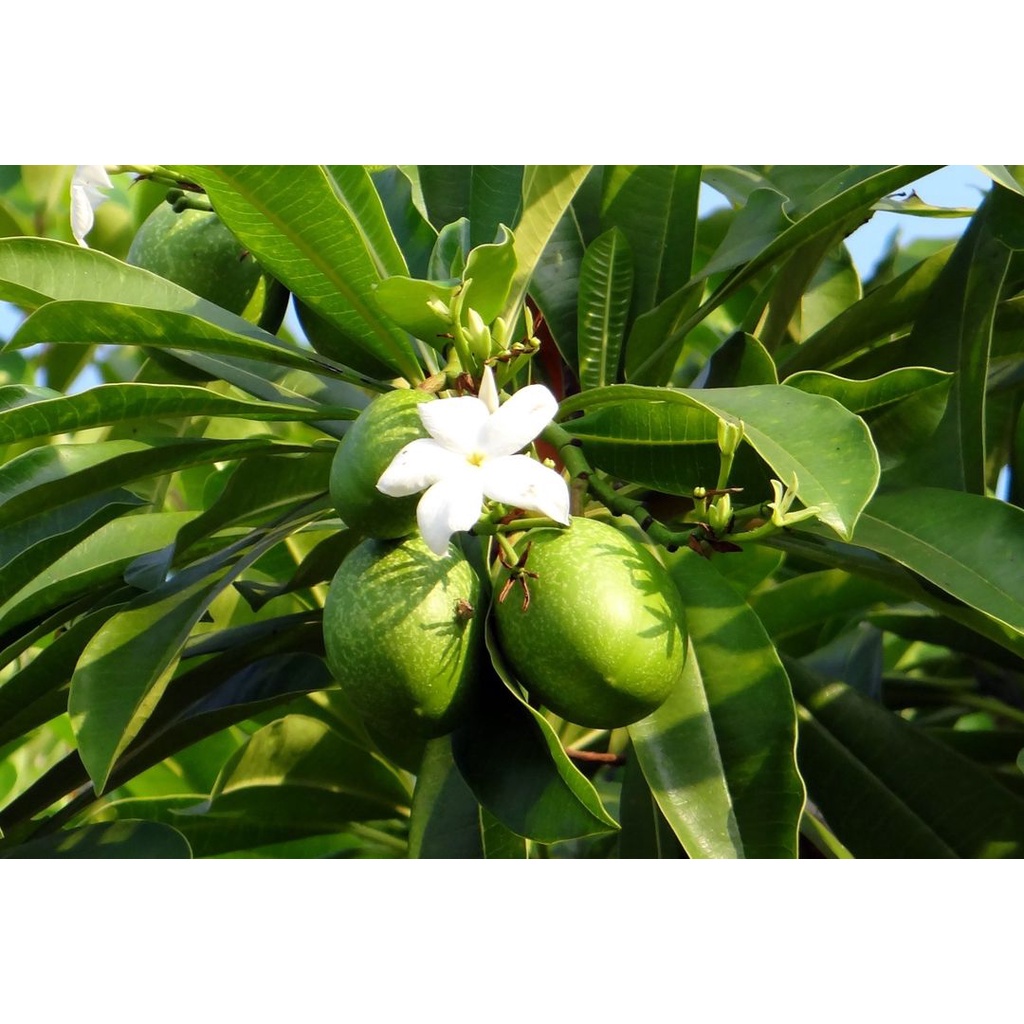 

Daun buah bintaro segar berat 100g ready stok untuk obat herbal