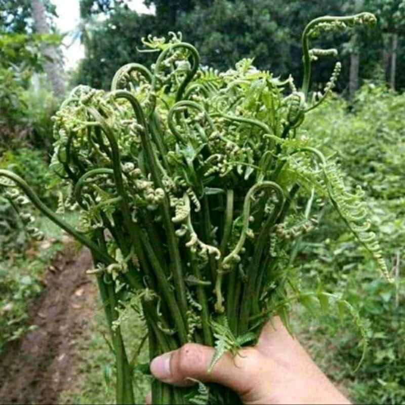 

Sayur Pakis Segar 1 Kg