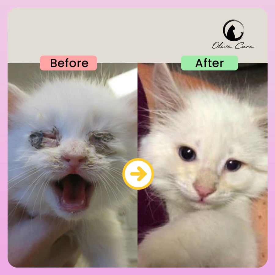 OLIVE CARE Eye Cleanser - Cairan Pembersih Mata Kucing