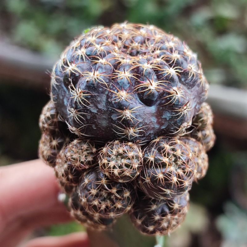 Kaktus Lobivia Arachnacantha Cluster Graft