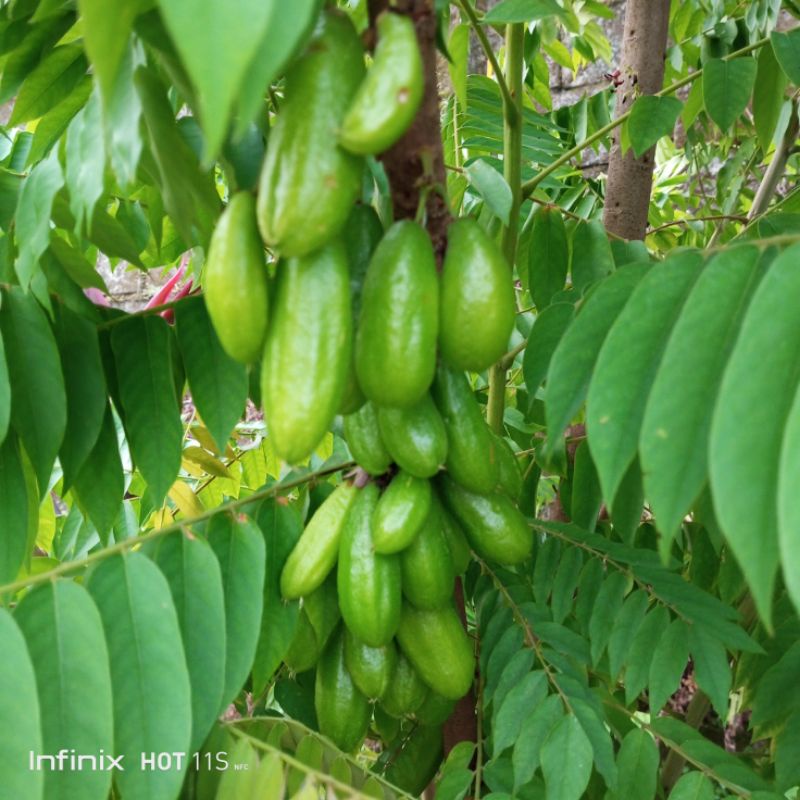 

Buah Belimbing Wuluh 500 gram