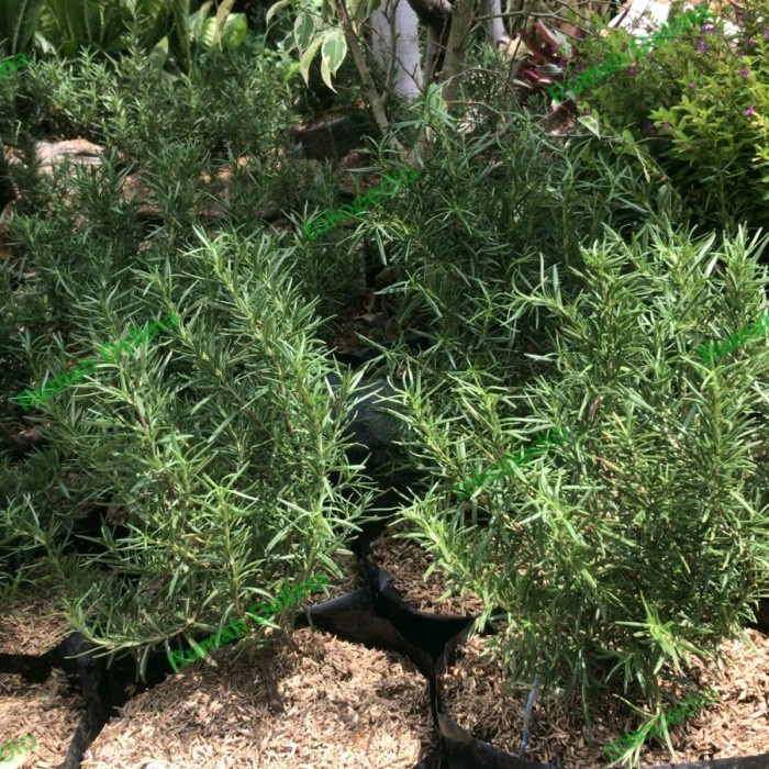 Benih Tanaman Rosemary Rimbun/ Polybag Besar