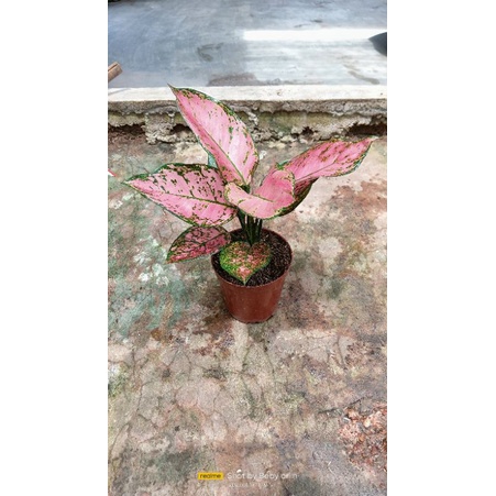 aglaonea lady valentine jumbo