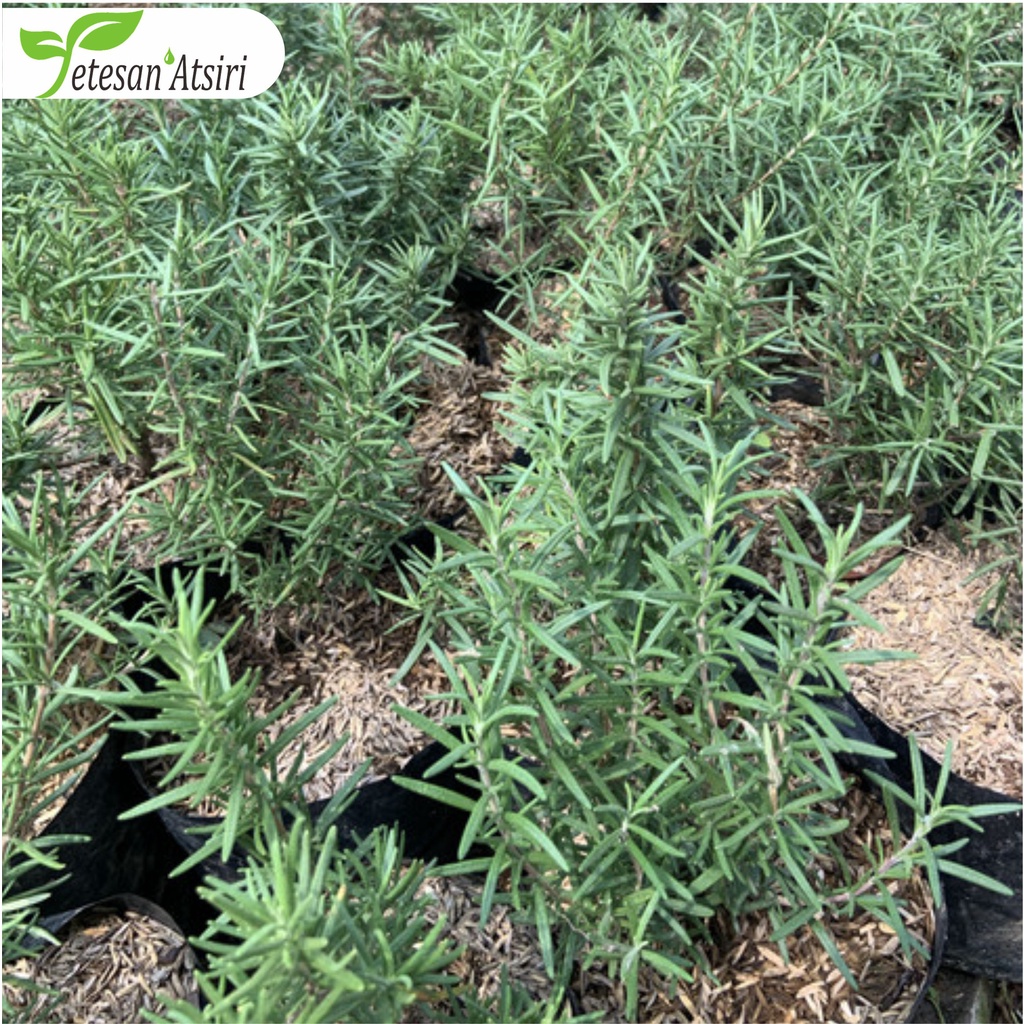 250ml minyak atsiri rosemary murni tanpa campuran rosemary pure essential oil aromatherapy therapeutic grade diffuser humidifier burner aromaterapi esensial essensial esential  tanpa campuran 250 ml