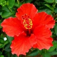 Bibit Bunga Kembang Sepatu Merah Daun Tanaman Hias