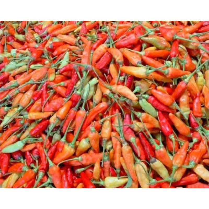 

CABE BURUNG 50 GR SAYUR SEGAR PALEMBANG