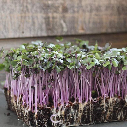 Benih Seribuan - 230 Bibit Microgreen Red Choy Organik Unggul